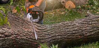 Cleary, MS  Tree Services Company