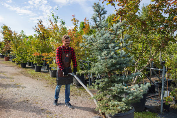 Why Choose Our Tree Removal Services in Cleary, MS?