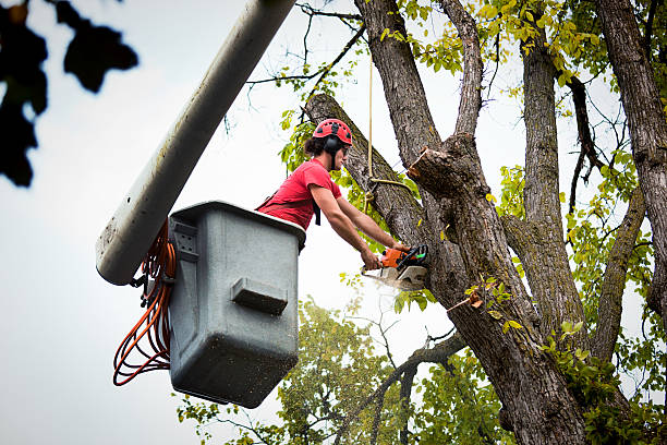 Landscape Design and Installation in Cleary, MS